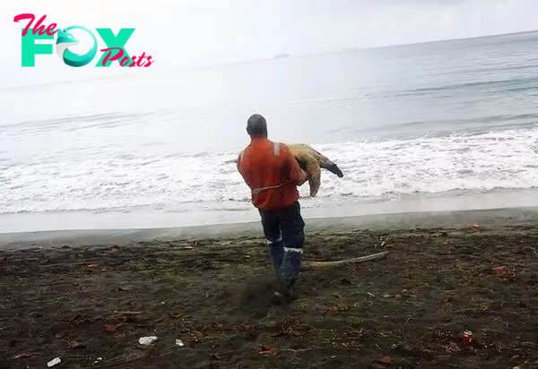 Aww This hero rescues live turtles from fish markets and transports them back to the safety of the ocean.