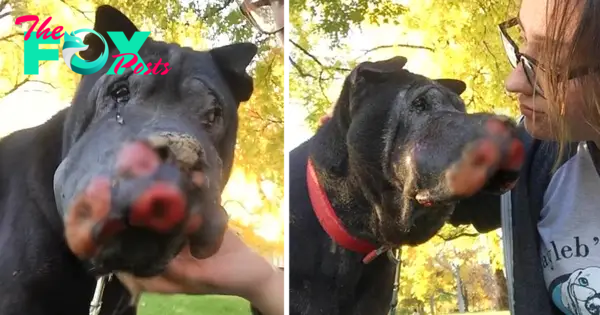 “Emotional Moment: Boy Rescues Dog with Painful Goodbye”