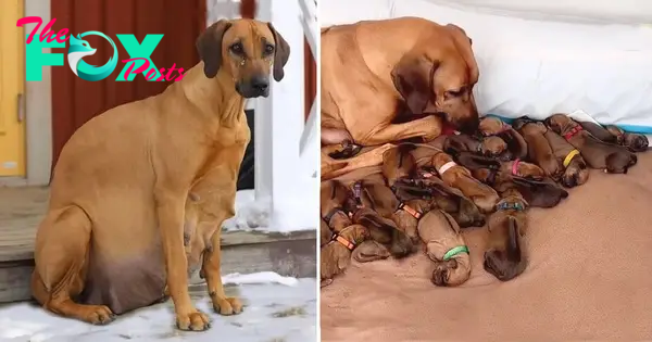 “Heroic Walk: Stranded Dog Gives Birth to 15 Puppies During Snowstorm”