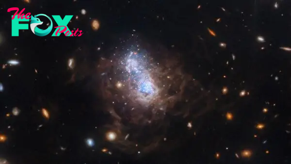Space photo of the week: James Webb telescope reveals surprising starburst in ancient galaxy