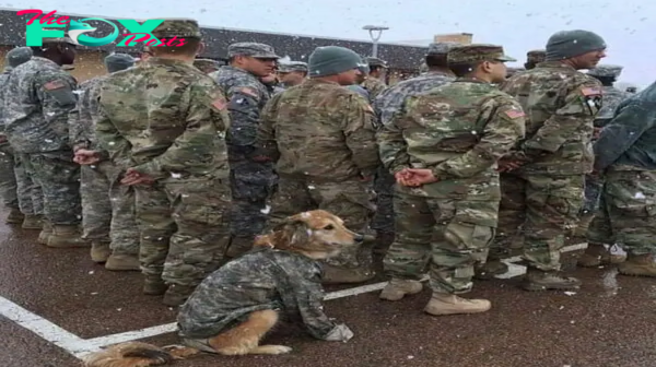 “Touching Journey: Dog Wanders More Than 20km To Military Base, Hoping To Be Adopted And Served”