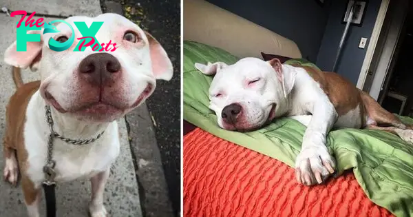 “The Story of a Pitbull Dog: Finding Eternal Happiness After Street Fights”