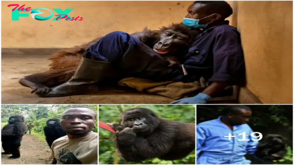 3S “Touching Farewell: Orphaned Gorilla, Known for Viral Selfie, Passes Away in the Arms of Her Human Rescuer” 3S