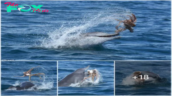Oceanic delight: Dolphins fight and play with octopuses in the waters off Western Australia, throwing them into the air!