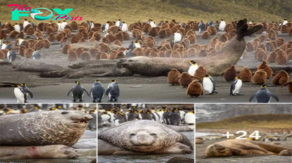 Gentle Giant: Elephant Seal Shares Affectionate Moment with One of His 100 Female Mates.