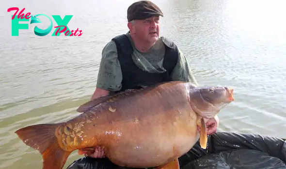 /10. British fisherman reels in a colossal catch: a 5-foot carp weighing over 100 lbs, described as an absolute monster of the waters.