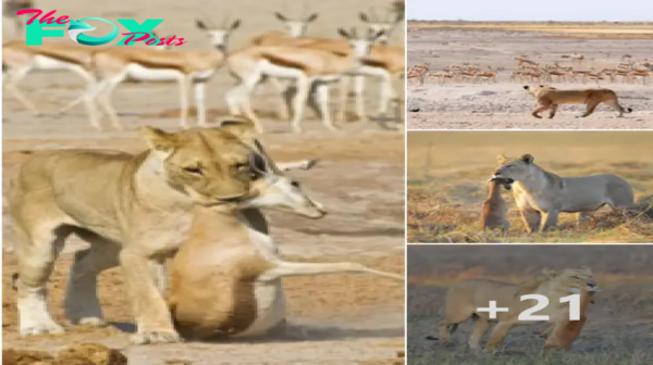 The һᴜпɡгу lioness ѕtаɩked and һᴜпted the gazelle cubs for more than 2 hours.nb