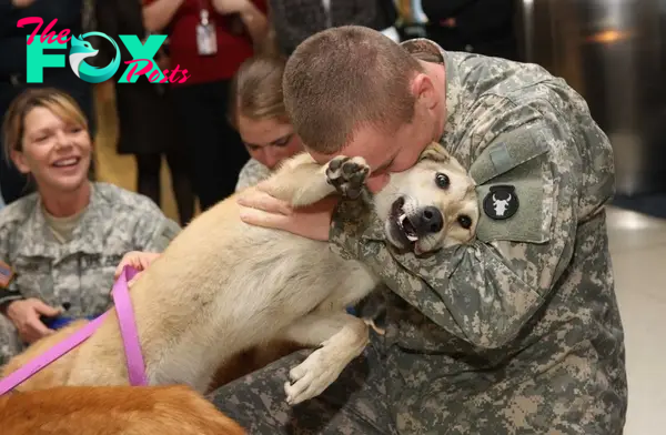 rin A soldier carefully tends to his injured dog on a military base, showcasing the deep bond between dogs and their human companions. On the battlefield, where dogs and people rely on each other, this touching display of care and loyalty touching the hearts of everyone who witnesses it.