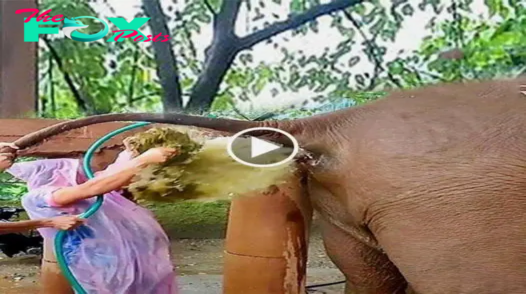 It’s Really Difficult! Constipated Elephant’s Feces Explodes In Vet’s Fасe During Attemрt To Aѕѕіѕt