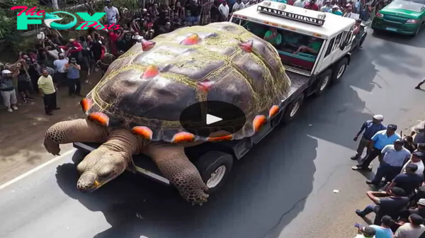 The largest turtle ever seen, measures an incredible 12 meters (video).