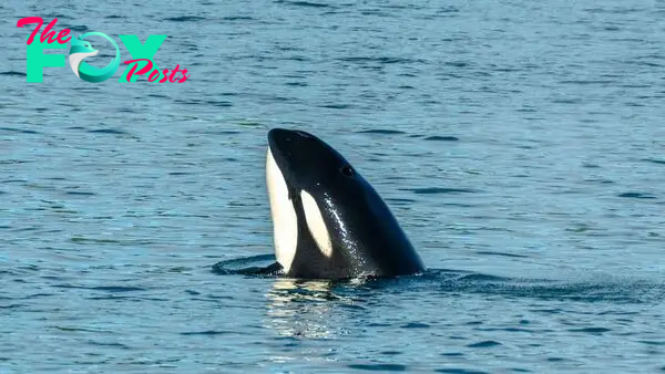 Orcas aren't all the same species, study of North Pacific killer whales reveals