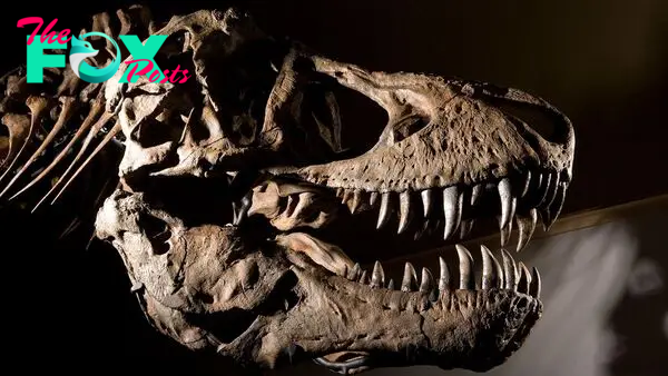 Tyrannosaurus rex: Facts and photos of the dinosaur king
