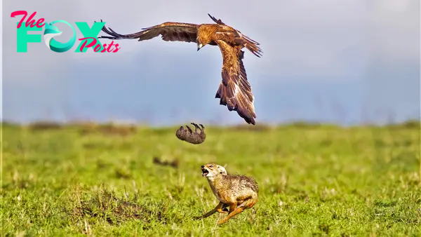 Mom, please save me! Majestic moment captures a puppy falling in mid-air as mother dog risks her life to save her cub from the claws of an eagle for more than an hour and a half KS