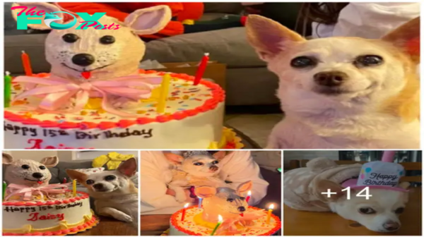 Fiesta de Cumpleaños Elegante: Cachorro de 15 Años Celebrado con Cariño Maternal