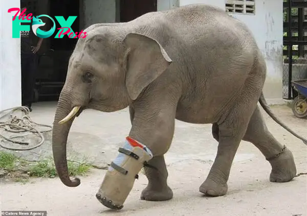 /5.The inspiring journey of a baby elephant with a prosthetic leg exemplifies true resilience.
