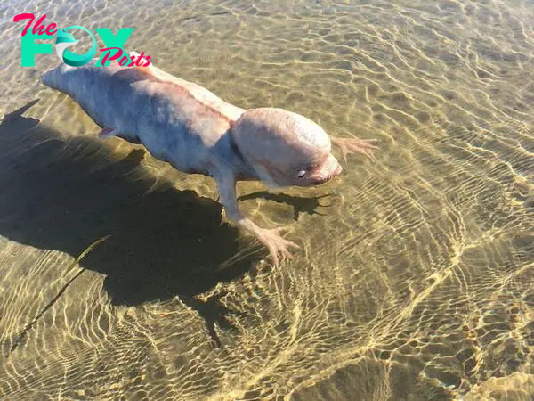 SV On the coast of Thailand: An unidentified fish-like creature with a strange body and unusually large head was found.