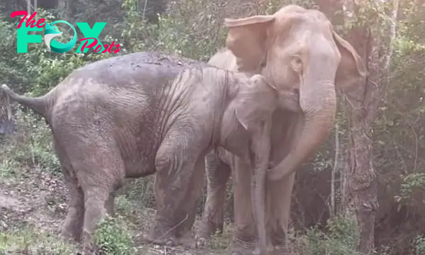 SV A Heartwarming Reunification: Three Years Apart, Mother and Baby Elephant Embrace