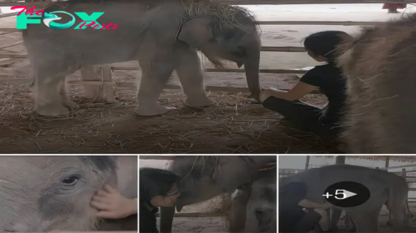 Orphaned Baby Elephant Finds Comfort in Woman’s Lullaby