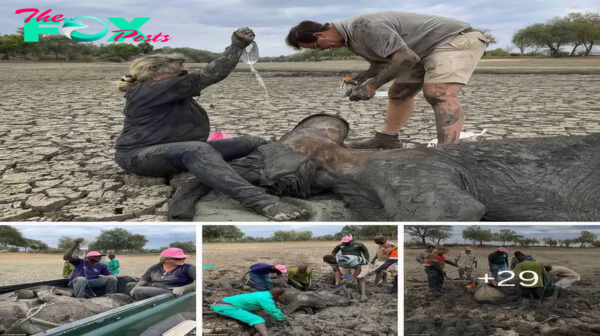 Great news! The elephant was safely rescued from the mud after hours