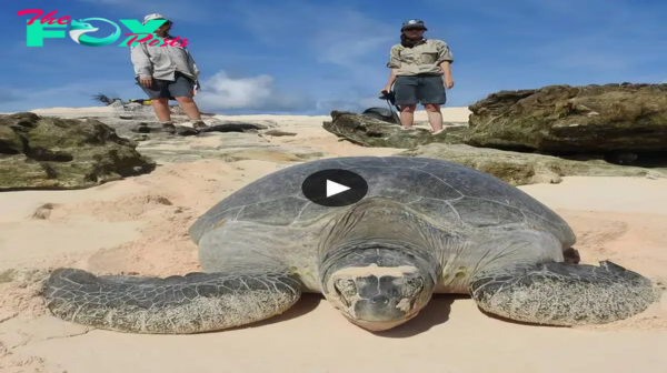 Safeguarding a Majestic 350-Pound Giant Turtle Beneath a Florida Boardwalk Showcases the Enchanting Wildlife Along the Shoreline. ‎