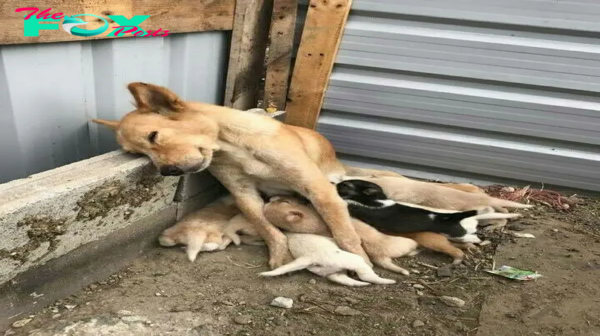 tph.”A Touching Display of Motherly Love: Abandoned Puppies Saved by Dedicated Mother Dog, Leaving Onlookers Moved by Unforgettable Moment”.tph