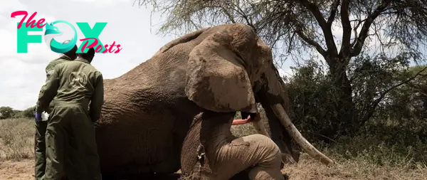 s4-Farewell to an Iconic Giant: Honoring Africa’s Majestic Elephant, Tolstoy