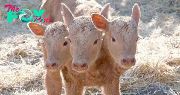 S29. Unprecedented Birth: Three-Headed Angus Calf Stuns Onlookers at Gordon Willner’s Farm near Davidson. S29