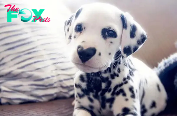 “Love Story: Wiley, the Dalmatian Dog with a Heart-Shaped Nose, Reminiscent of the Beauty of Love”