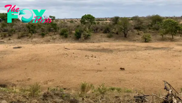 Capturing the Wild: Epic Lion Hunt Caught on Camera in Kruger Park