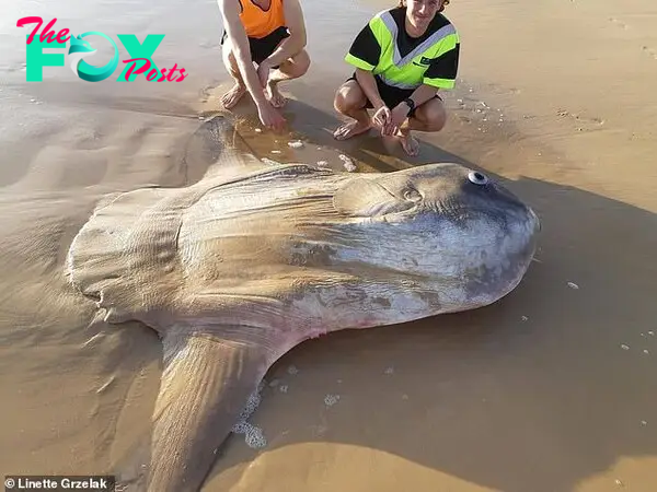 S29. Massive Ocean Sunfish Found Stranded on Australian Shore: Mistaken for a Shipwreck. S29