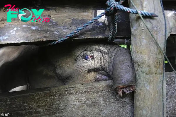SV The elephant was injured in his trunk due to being trapped by cruel people. Luckily, he was rescued and treated promptly