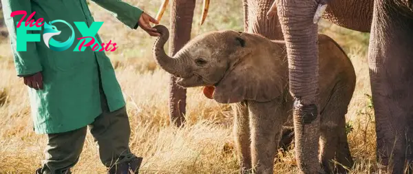 SV Three months ago, a touching occurrence occurred in the lush Kibwezi Forest, announcing the arrival of a priceless new member of the elephant family.