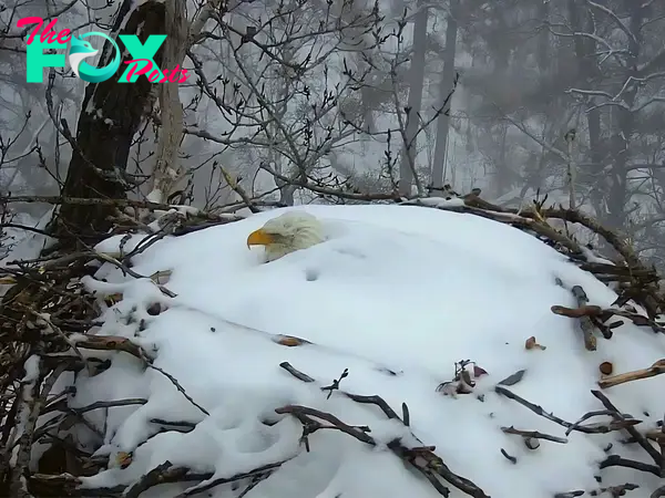 2 eagle parents took turns getting covered in snow to protect their eggs from the California storm. KS