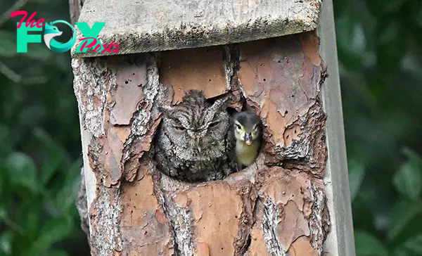 Duckling Gets Raised By An Owl And The Photos Are Adorable KS