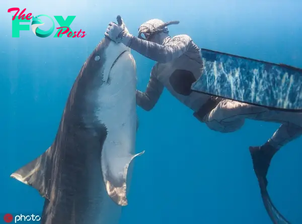 qq .Brave Deed: Bold Sea Adventurer Rescues Enormous 40-Foot Shark, Liberating It from a Metal Fish Hook in an Uplifting Moment!