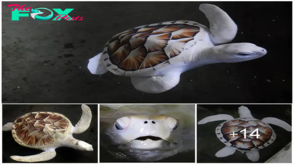 Two Extremely Rare Rescued Albino Turtles, Libing In A Sanctuary In Sri Lanka ‎