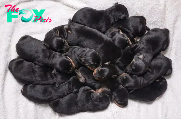 “Rottweiler: Celebrating Adorable Litters – Record of Giving Birth to 15 Dogs in the UK, Capturing Hearts Across the Nation”