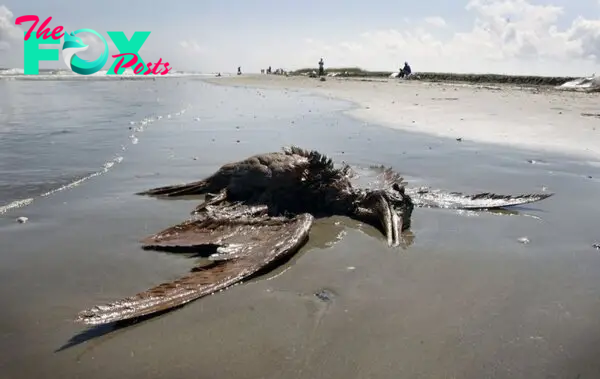 Unexplained Marvel: Massive Bird Species, Up to 800 Pounds in Weight, Appear on the Mid-Atlantic Coast of South Carolina, Confounding Experts KS