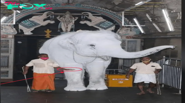 SV Admiring the splendor of a 900 kg albino elephant that reigns supreme in Thailand