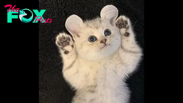 FS Admire the unique cat with adorable mouse-like ears