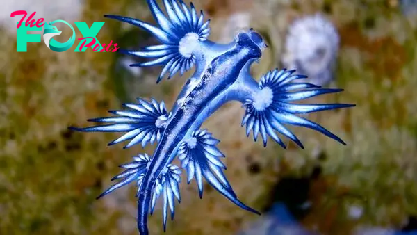 Blue dragon: The deadly sea slug that steals venom from its prey