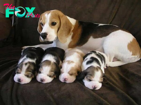 “Family Fun: Beagle Proudly Welcomes Four Adorable Puppies, Celebrating Motherhood to the Fullest”