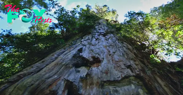 FS This ancient tree is said to be the oldest and largest in the world: It is called the Great Grandfather and is 5,484 years old