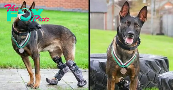 “The Dog Who Conquered Fate: Overcame Bullet Hurts, Lived Bravely with Prosthetic Limbs”