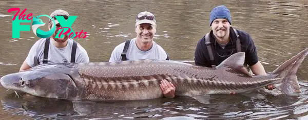 AK An unprecedented achievement unfolds as a 125-year-old Lake Sturgeon sets records, claiming the title of the largest U.S. catch and the world’s oldest freshwater fish.