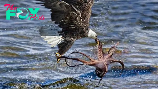 SAI.Emotional Encounter Caught on Camera: Eagle and Octopus Engage in Touching Struggle, Culminating in Sorrow”.SAI