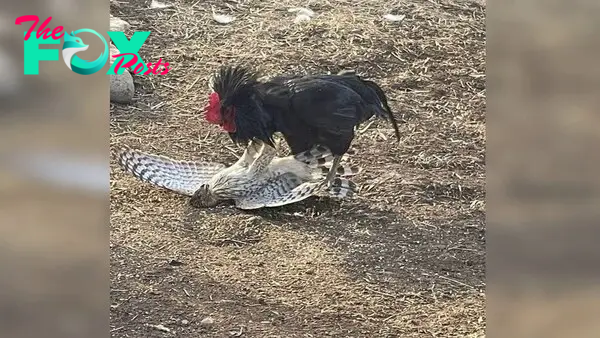 .Extraordinary Encounter: Fearless Rooster Confronts Majestic Eagle in Remarkable Showdown..D
