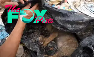 b83.Rescue an abandoned dog on the brink of death