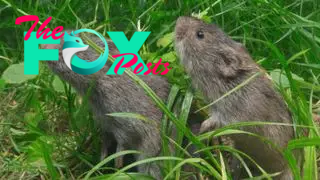 Prairie vole orgasms ‘rewire’ their brains for long-term love