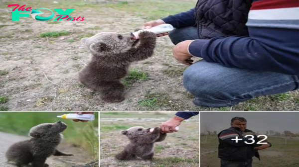 Experience the heartwarming journey of a bear cub finding hope and comfort after a forest гeѕсᴜe